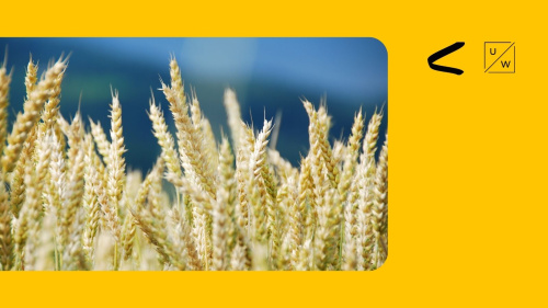 Russia's Withdrawal From the Black Sea Grain Initiative: Threats to Global Food Security and Geopolitical Motives